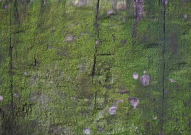 香港红虎网,揭秘香港娱乐资讯的权威平台