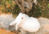 网红田园兔,网络红人的田园生活启示录